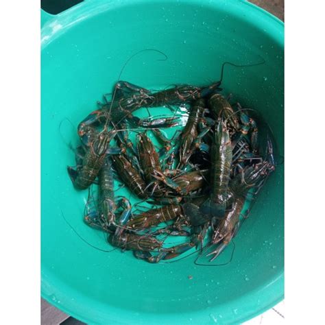 Jual Lobster Air Tawar Konsumsi Isi Ekor Kg Shopee Indonesia