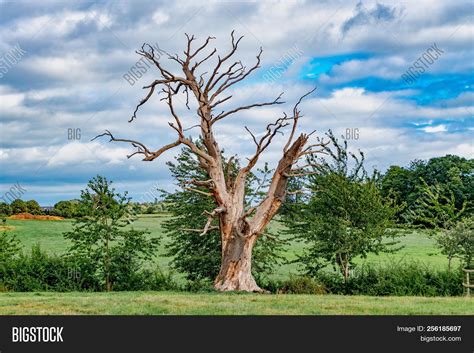 Dead Old Oak Tree Image And Photo Free Trial Bigstock