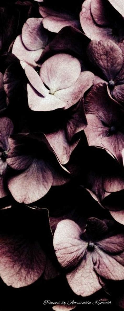 Pin By Natali On Themes Dreams Stunning Expressions Plum Color