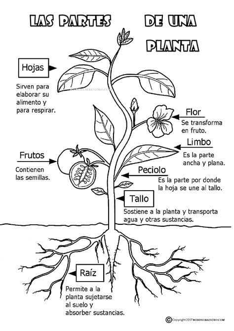 Imagenes De Plantas Para Colorear Con Sus Partes Plantas Para Porn