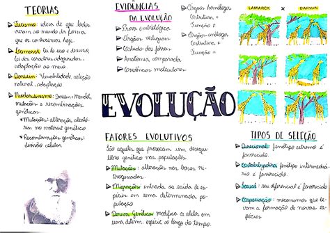 Resumo Sobre O Evolucionismo - EVOLUÇÃO | Criacionismo e evolucionismo, Mapa mental, Notas organização ...