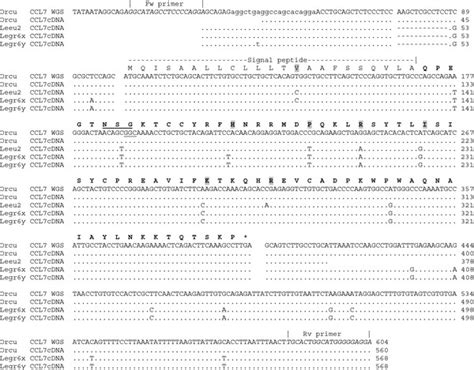 The Rabbit Ortholog Of Human Ccl Gene Exists And Is Transcribed The