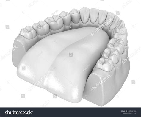 Mandibular Human Gum Teeth Anatomy Medically Stock Illustration 1408362506