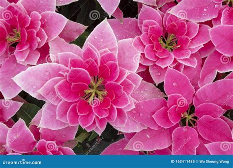 Red Christmas Red Potted Flowers Bright And Happy Stock Image