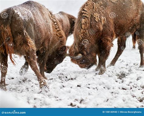 European Bison Bison Bonasus in Natural Habitat Stock Photo - Image of ...