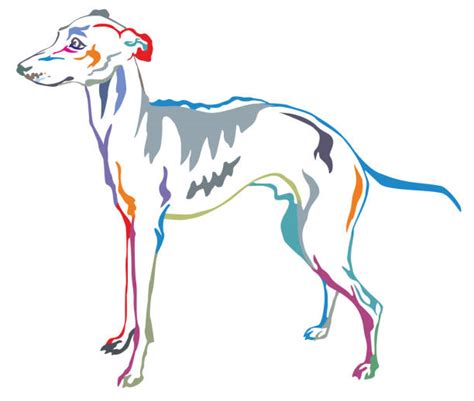 Clip Art Of Greyhound Dog Illustrations Royalty Free Vector Graphics