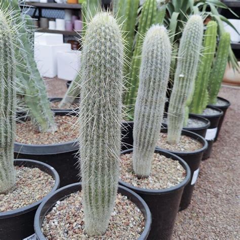 G Espostoa Lanata Cactus Jungle