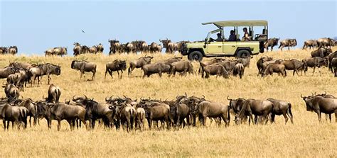 3 Days Wildebeest Migration Safari - Kenya Tours and Safaris