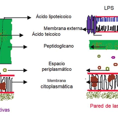 Estructura De La Pared Bacteriana De Gram Positivas Y Gram Negativas