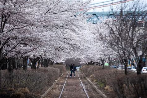 Philadelphia Cherry Blossoms Show Early Blooms