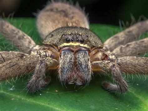 Where Do Huntsman Spider Live - Huntsman Spider Habitat - Zooologist