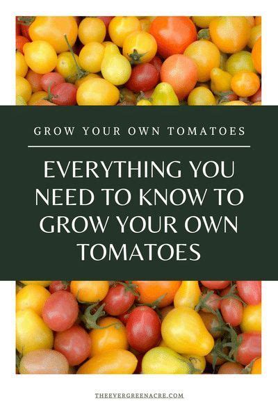 Everything You Need To Know To Grow Your Own Tomatoes Growing Cherry Tomatoes Growing Organic