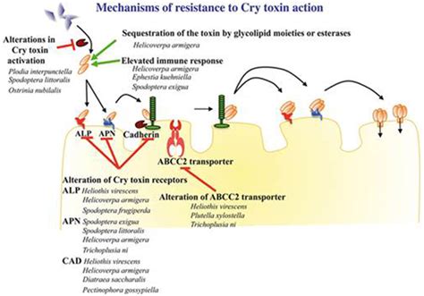 Frontiers Resistance To Bio Insecticides Or How To Enhance Their