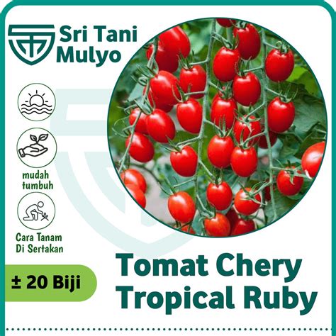 Jual Biji Benih Tomat Chery Merah Tropical Ruby Bibit Tanaman