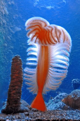 Sea Pen Facts: They Are Actually Animals and Can Move - Odd Facts