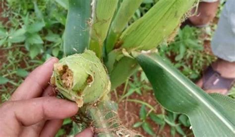 Penyakit Jagung Jenis Penyebab Gejala Serangan Hingga Cara