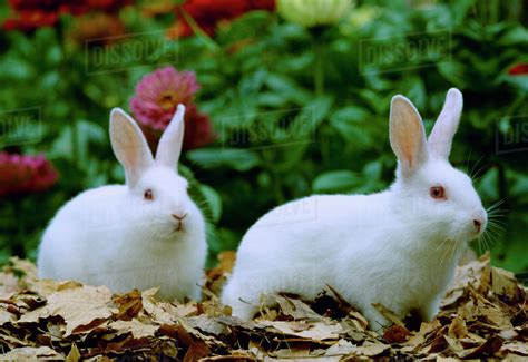 Livestock - Domestic Rabbits, New Zealand rabbits in a garden ...