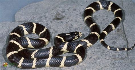 Black Snakes With White Stripes