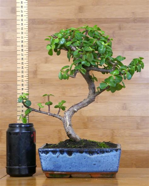 Dwarf Jade Bonsai Portulacaria Indoor Bonsai Tree In Glazed Pot