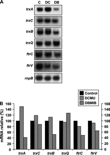 Photosynthetic Regulation Of The Cyanobacterium Synechocystis Sp Pcc