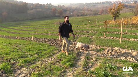 34 Tartuficoltura E Lagotto Il Cane Per La Cerca Del Tartufo YouTube