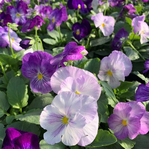 Pansy Matrix Lavender Shades