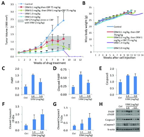 Er Maleate Anticancer Potential In Tumor Xenograft Mice Model And Ihc