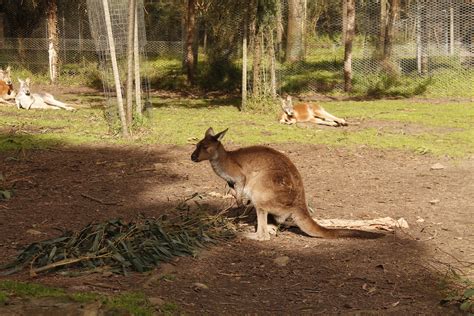 I'M 8 HOURS AHEAD - Koalas and Kangaroos: Officially in Australia