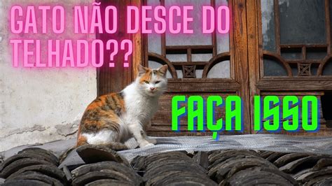 Como Descer Gato Do Telhado Do Jeito F Cil Youtube