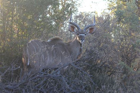 Kudu Antelope Africa - Free photo on Pixabay - Pixabay