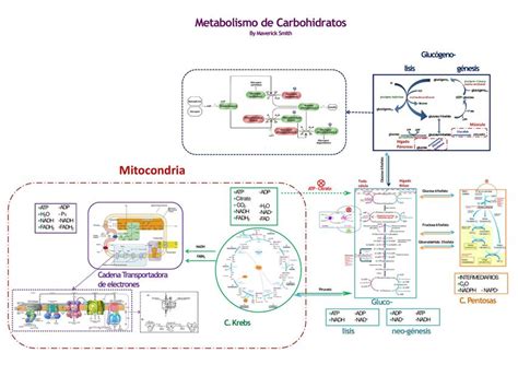 Bioquimica Eje catabólico central MAVERICK BYRON S candela uDocz