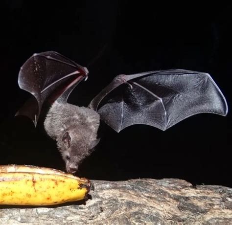 OBSERVAÇAOMORCEGOS Bioventura Expedições