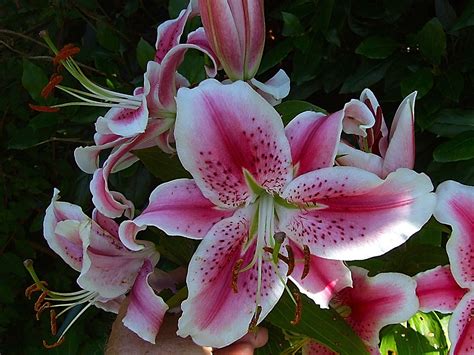 Lilium Oriental Cuidados Flores Y M S Postposmo Postposmo