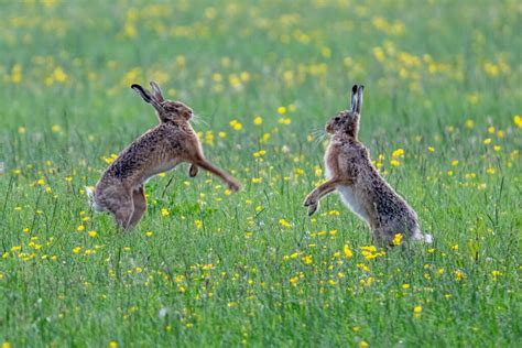 photographer captures showdown  wild hares national daily press