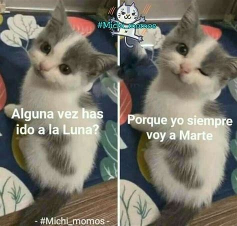 Pin De En Cosas Bonitas Memes Divertidos Im Genes Graciosas