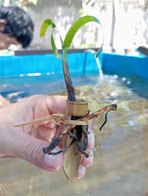 Planting the Future: LINI and Reefgen Pioneer Robotic Seagrass