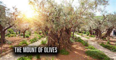 The Mount Of Olives - Vince Miller | Resolute