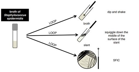 Lab 2 Aseptic Technique Biology Libretexts