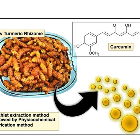 Curcuma Longa Powder Figure 2 Curcuma Longa Rhizome Download Scientific Diagram