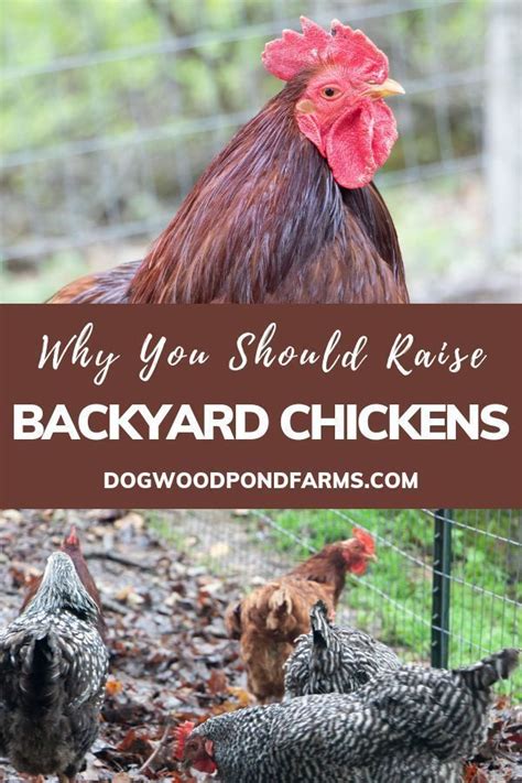 Top Benefits Of Raising And Keeping Backyard Chickens Chickens