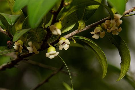 Flora Of Zimbabwe Species Information Individual Images Diospyros