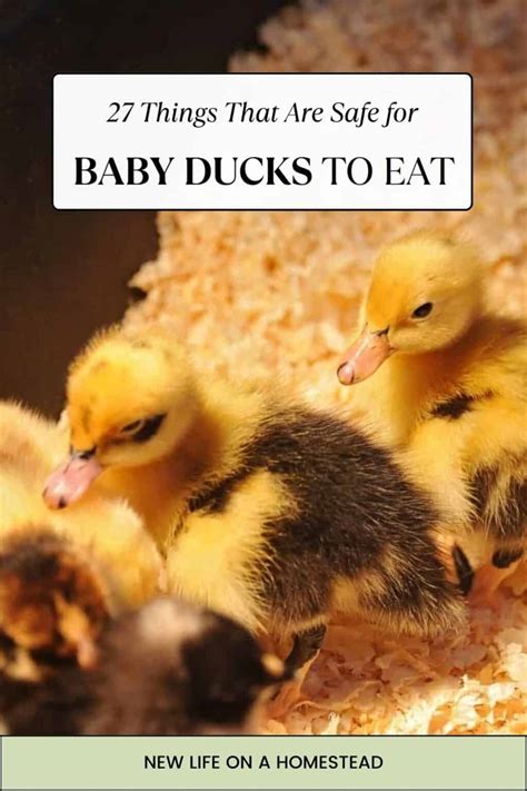 27 Things That Are Safe for Baby Ducks to Eat • New Life On A Homestead