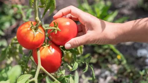 Can Tomato Plants Have Too Much Calcium Which Amount Is Ideal