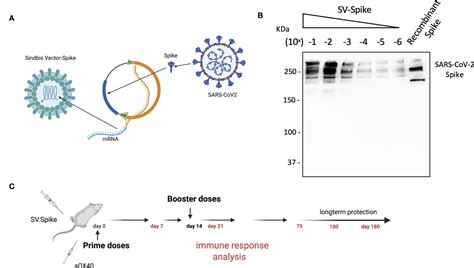 Frontiers Combination of a Sindbis SARS CoV 2 Spike Vaccine and αOX40