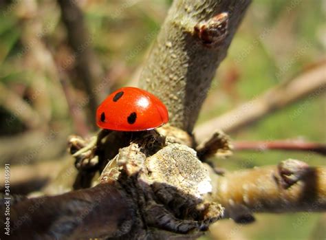 Coccinelle Sept Points Coccinella Septempunctata Pos E Au Soleil