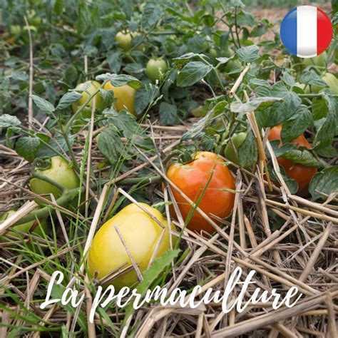 🇫🇷 La Permaculture En 5 Minutes Lessentiel Pour Commencer