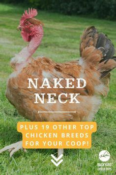 33 Naked Neck Chickens Ideas Chickens Chicken Breeds Chickens Backyard