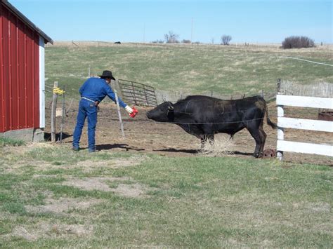 Corriente Cattle - Home