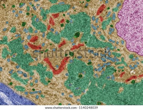 False Colour Transmission Electron Microscope Neuron Stock Photo