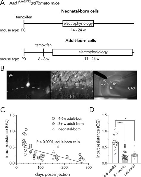 Recording From Neonatal And Adult Born Dentate Granule Neurons A